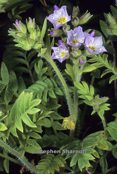 polemonium pulcherrimum 6 graphic